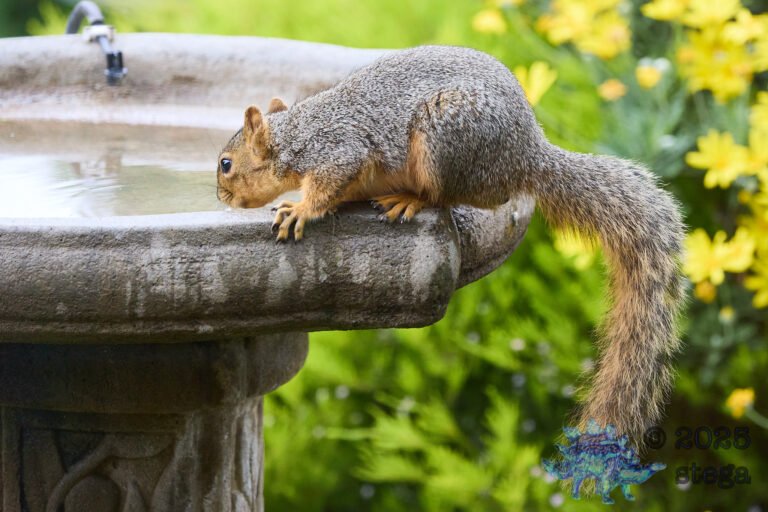 Fox Squirrel