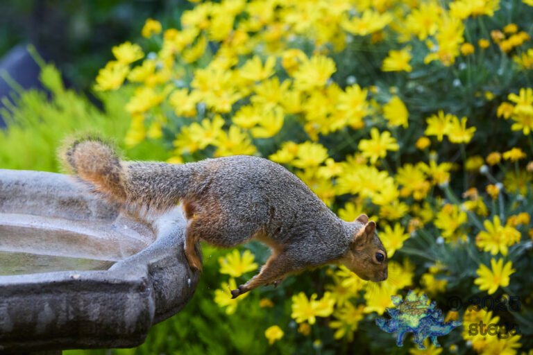 Fox Squirrel