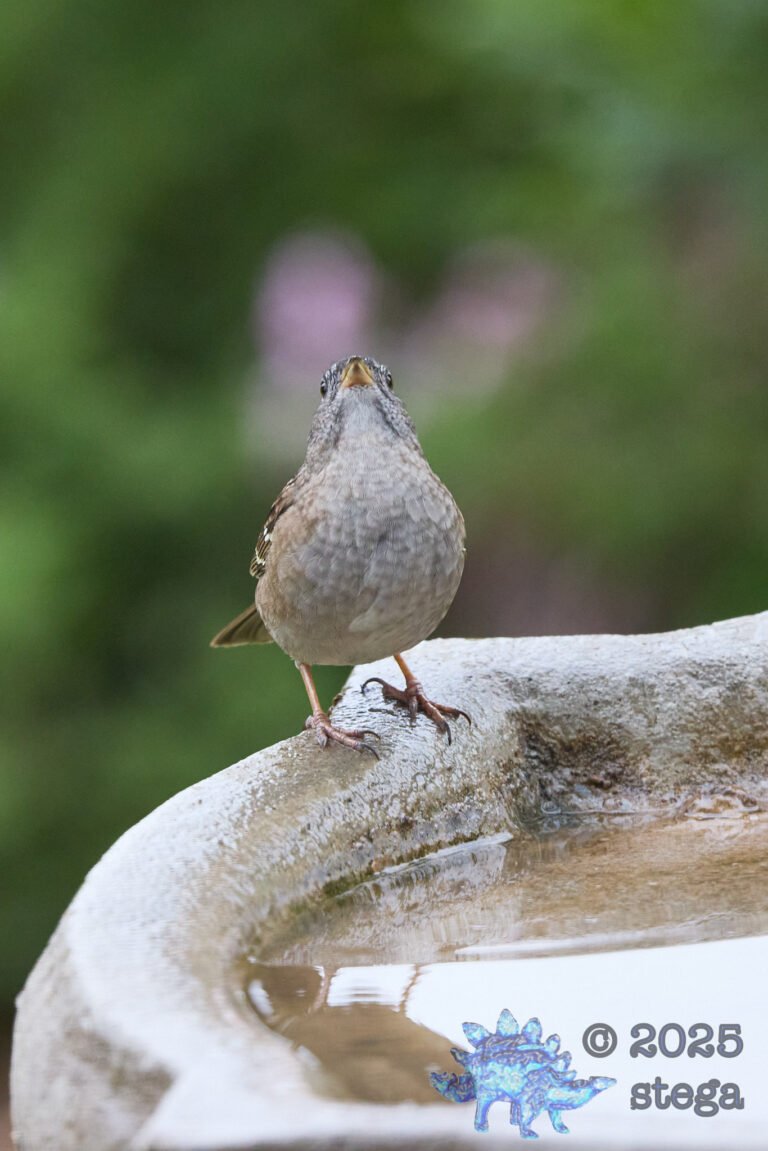 Gold-Crowned Sparrow