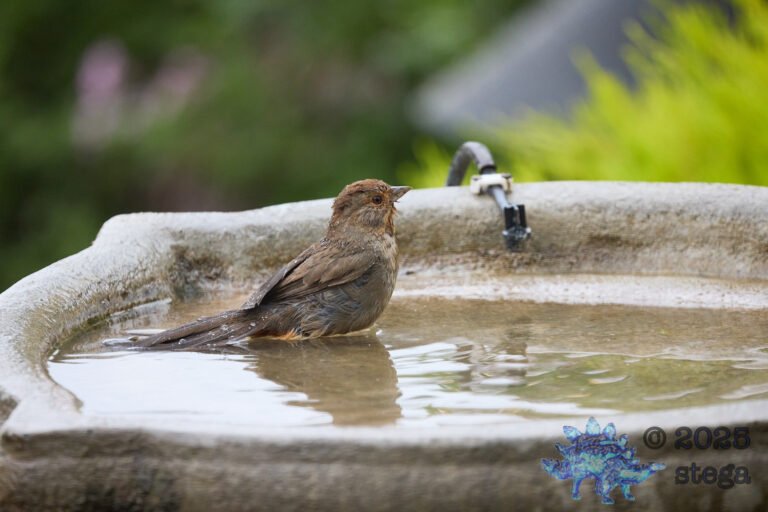 California Towhee