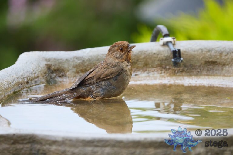California Towhee