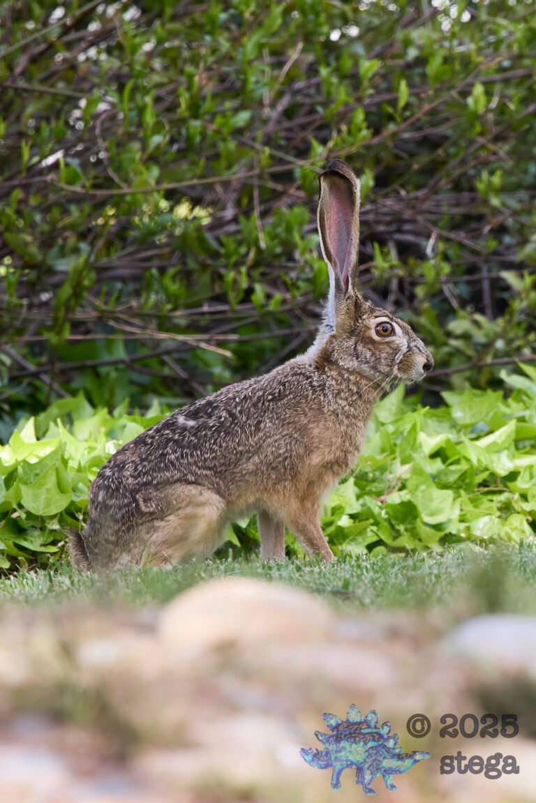 Hare