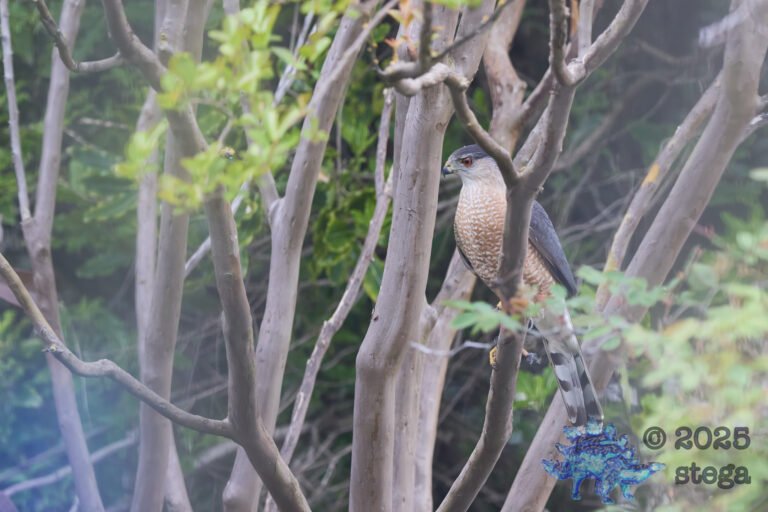 Cooper’s Hawk