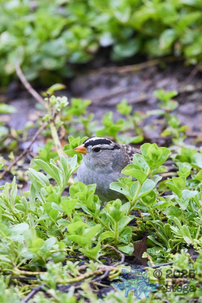 White-Crowned Sparrow