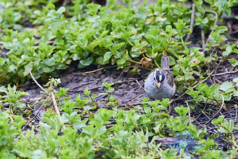 White-Throated Sparrow