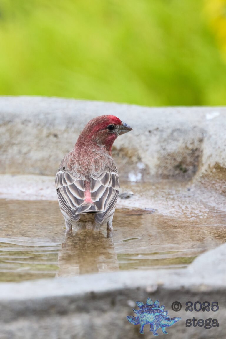House Finch