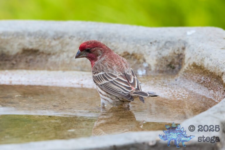 House Finch