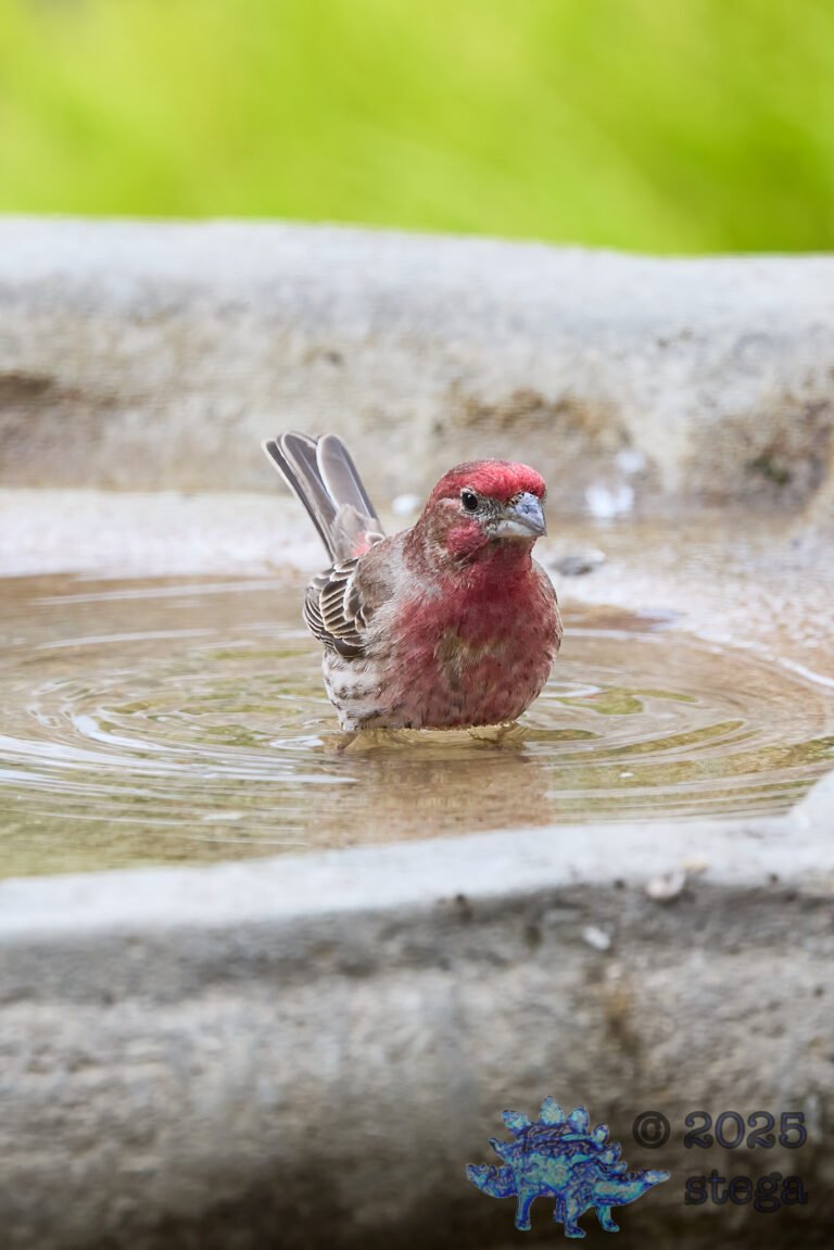 House Finch
