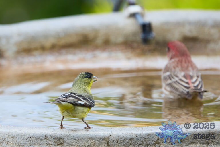 House Finch, Lesser Goldfinch