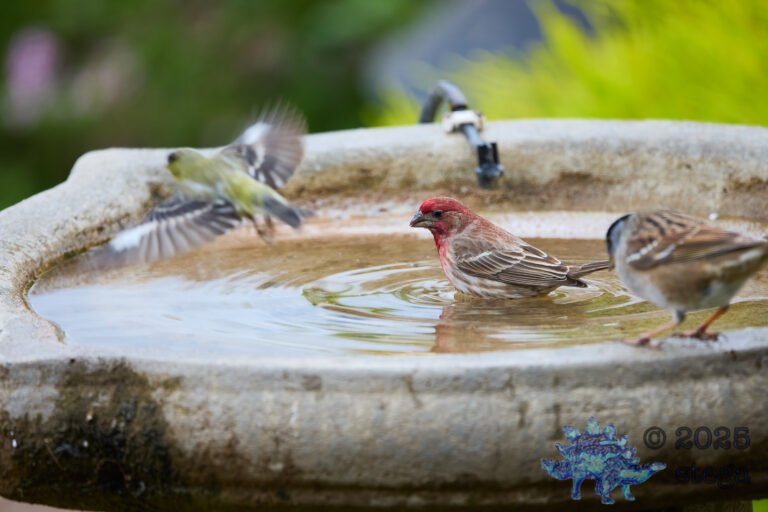 House Finch, Lesser Goldfinch, White-Crowned Sparrow