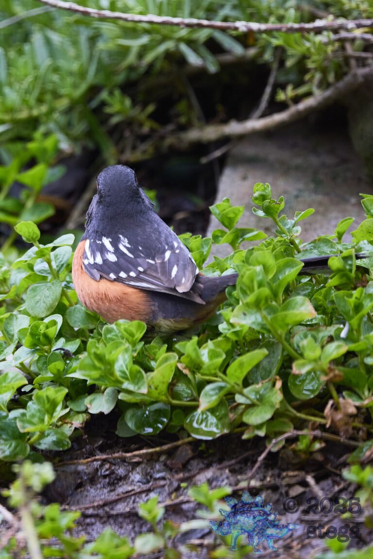 Spotted Towhee
