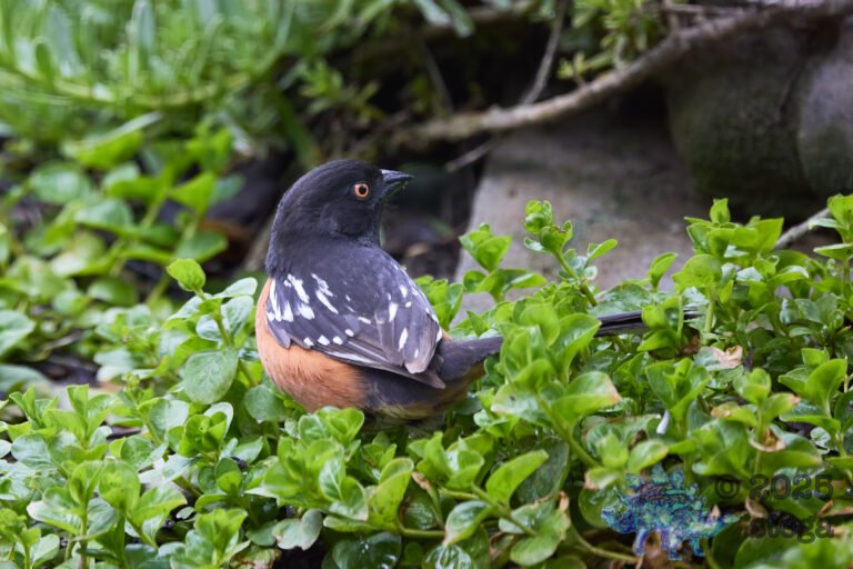Spotted Towhee