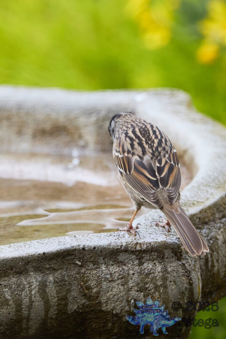 Gold-Crowned Sparrow