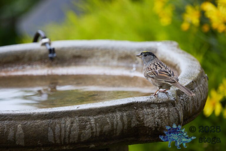 Gold-Crowned Sparrow