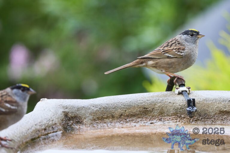 Gold-Crowned Sparrow