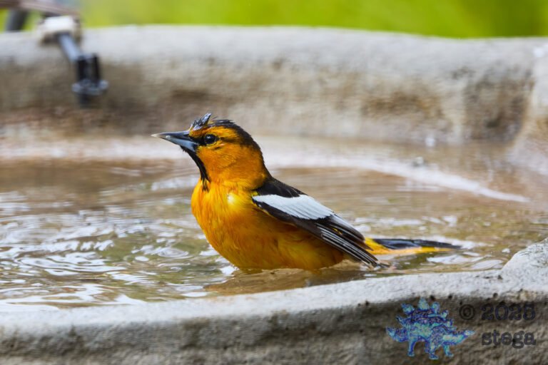 Bullock’s Oriole