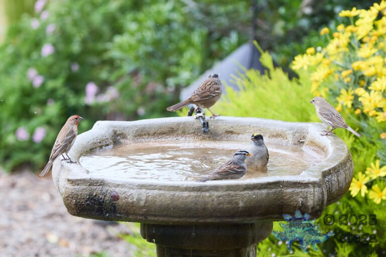 Gold-Crowned Sparrow, House Finch, White-Crowned Sparrow