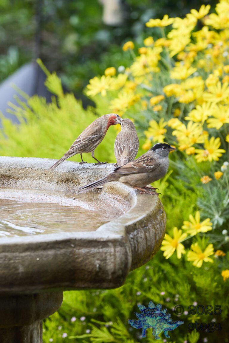 Gold-Crowned Sparrow, House Finch
