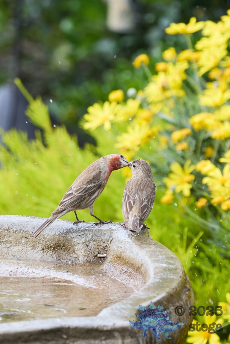 House Finch