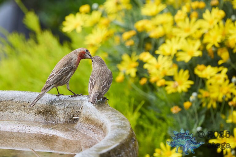 House Finch
