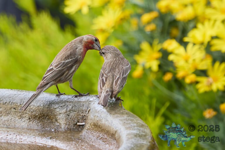 House Finch