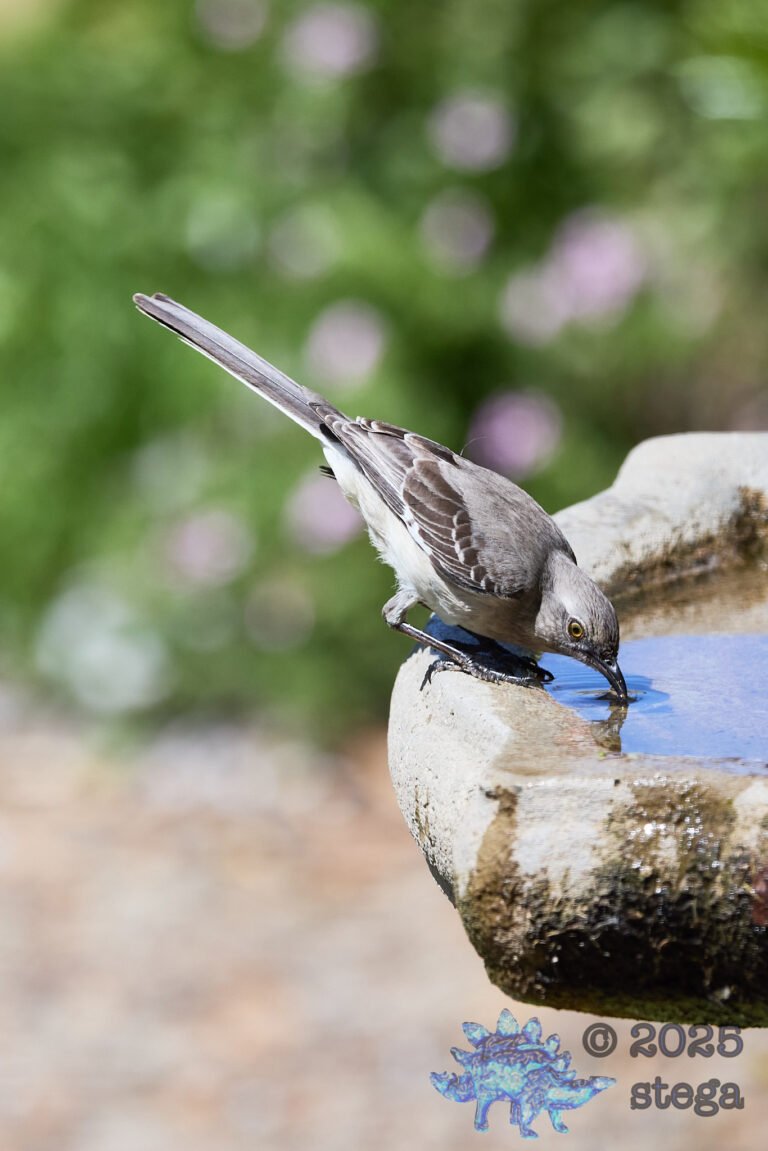 Northern Mockingbird