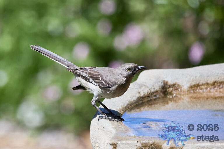 Northern Mockingbird