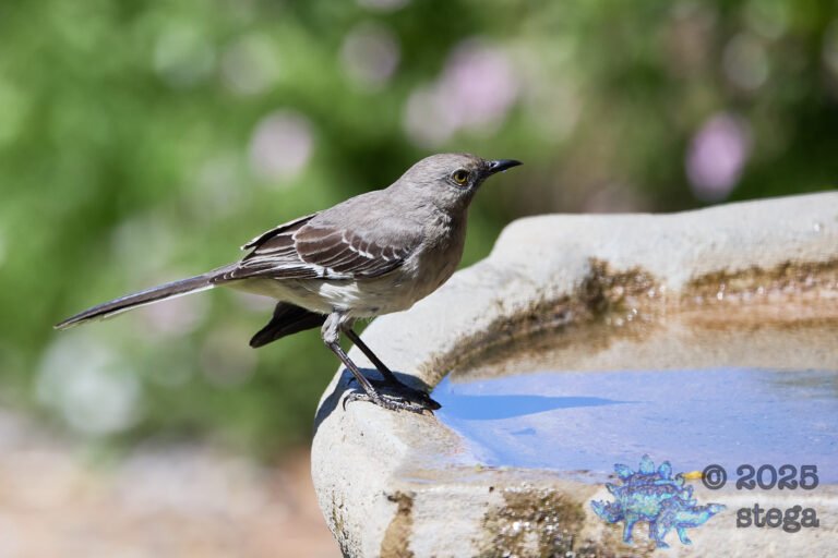 Northern Mockingbird