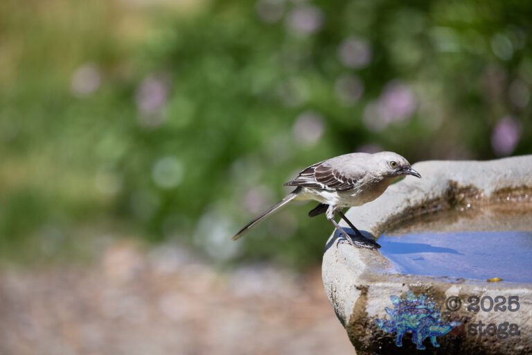 Northern Mockingbird