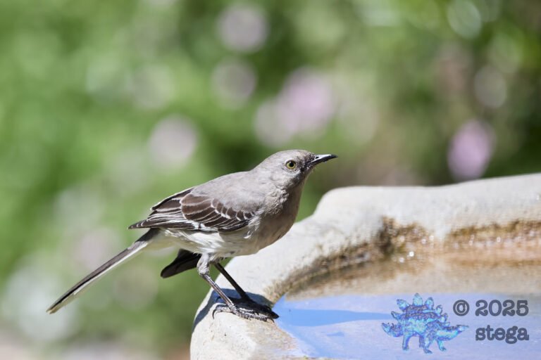 Northern Mockingbird