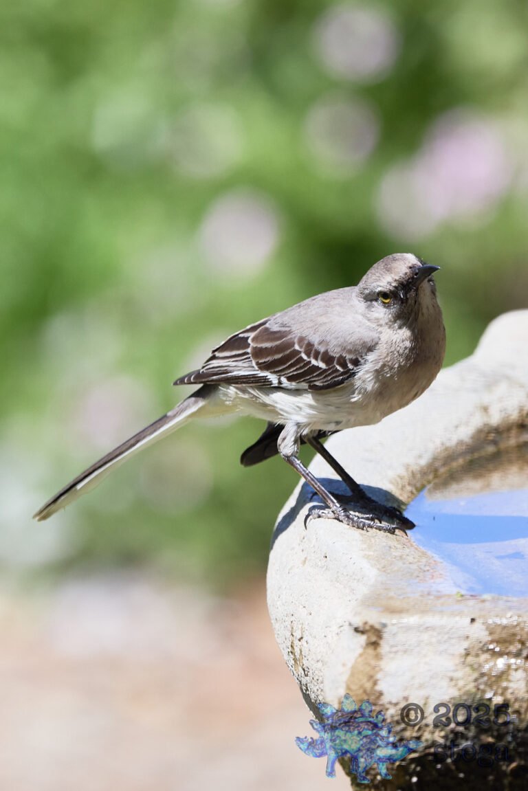 Northern Mockingbird