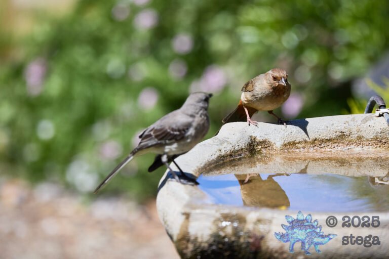 California Towhee, Northern Mockingbird
