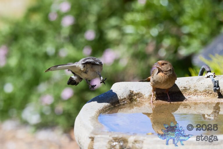 California Towhee, Northern Mockingbird
