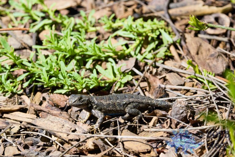 Western Fence Lizard