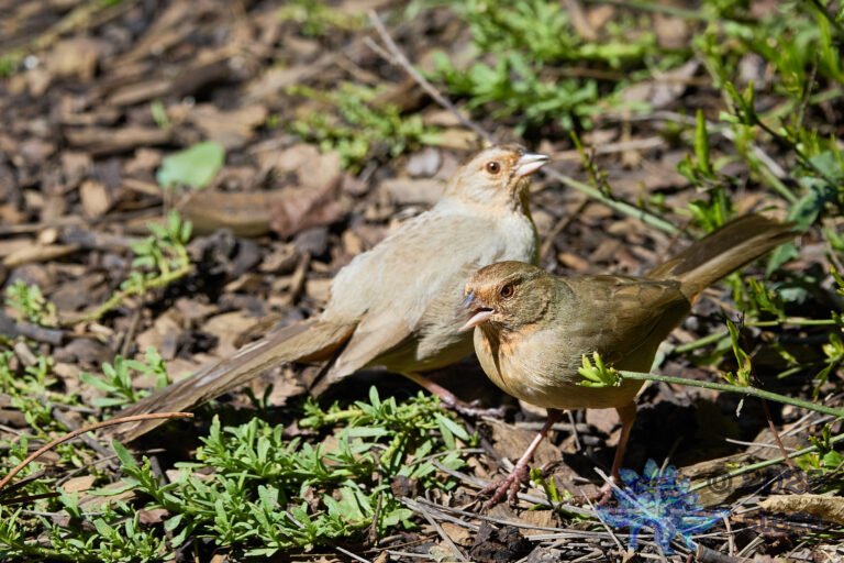 California Towhee