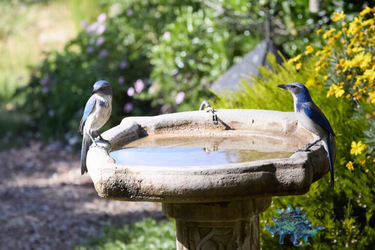 California Scrub Jay