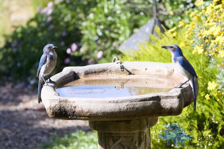 California Scrub Jay