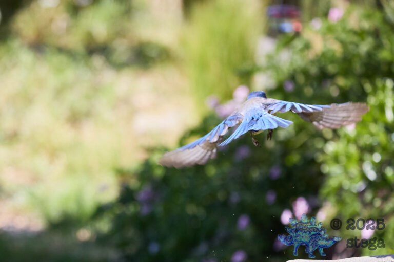California Scrub Jay