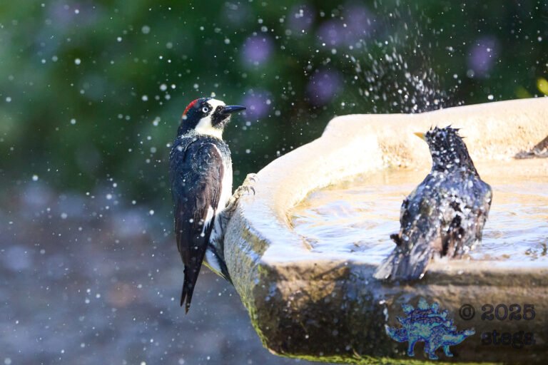 Acorn Woodpecker, European Starling