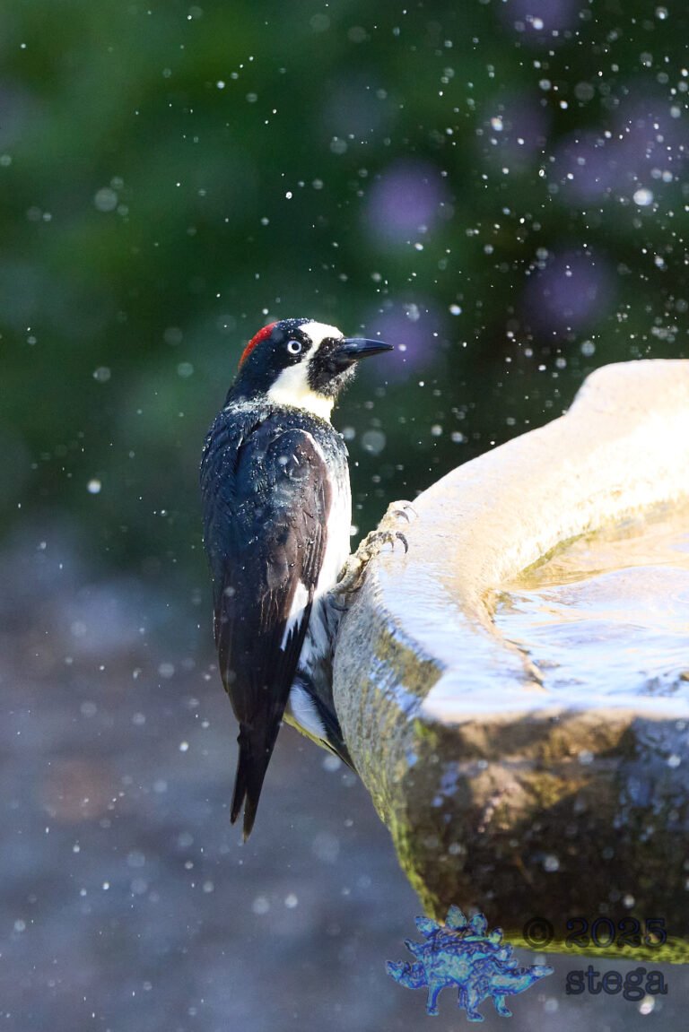 Acorn Woodpecker