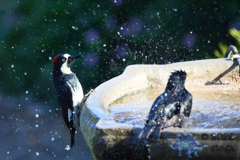 Acorn Woodpecker, European Starling