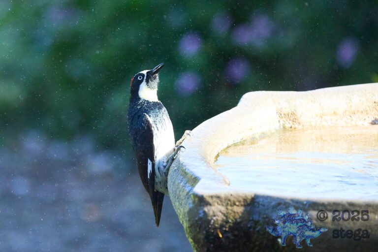 Acorn Woodpecker