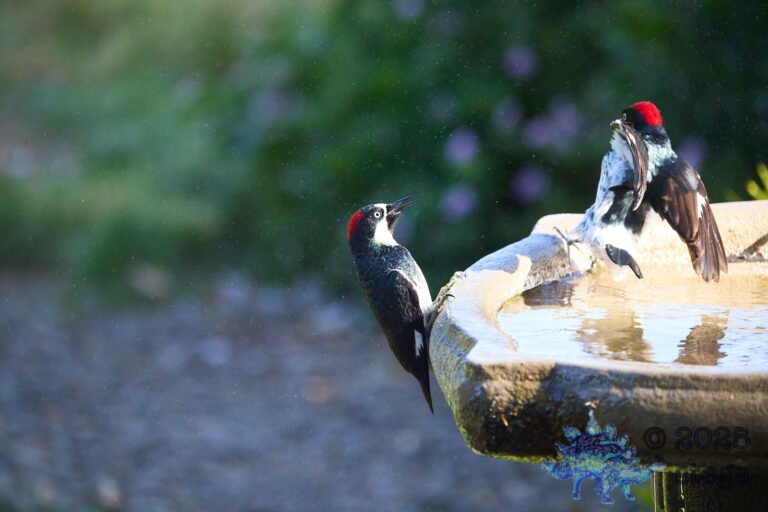 Acorn Woodpecker