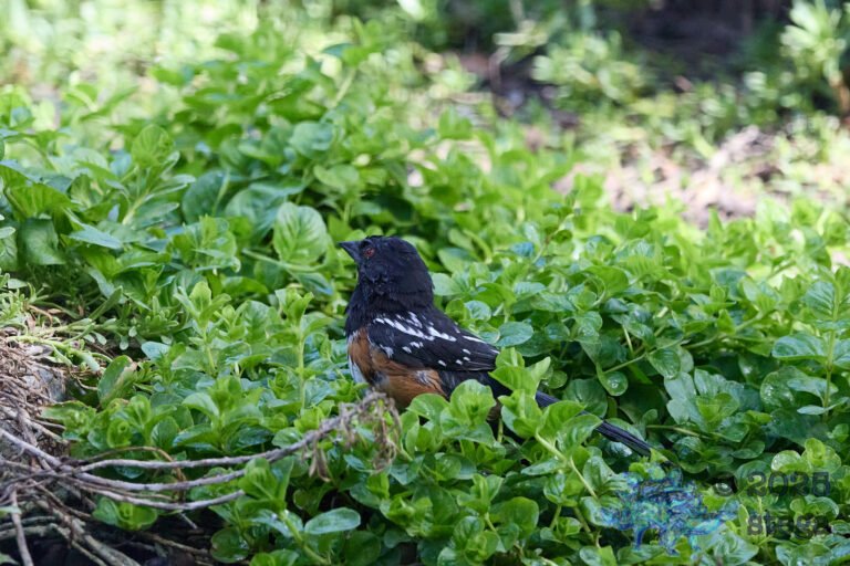 Spotted Towhee