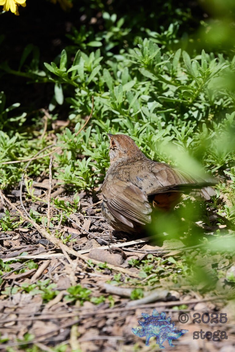California Towhee