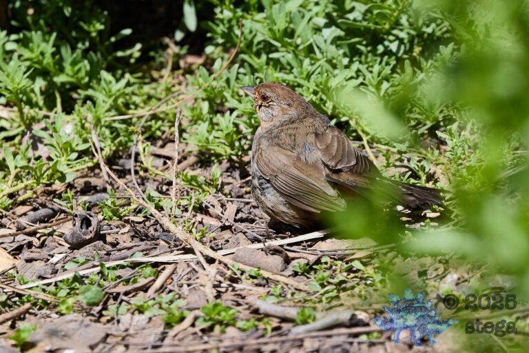 California Towhee