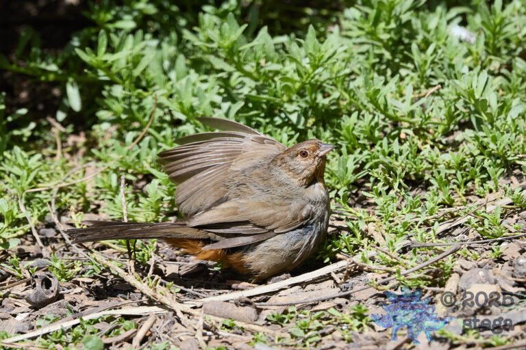 California Towhee