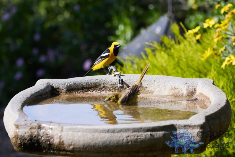 Hooded Oriole