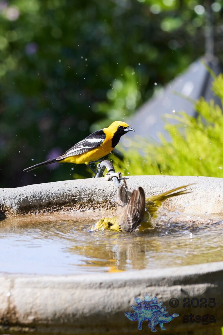 Hooded Oriole