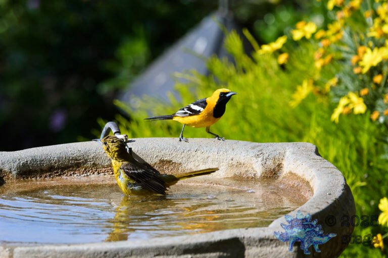 Hooded Oriole
